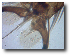 Gwiezdne Wrota - Sekcja Astronomiczna